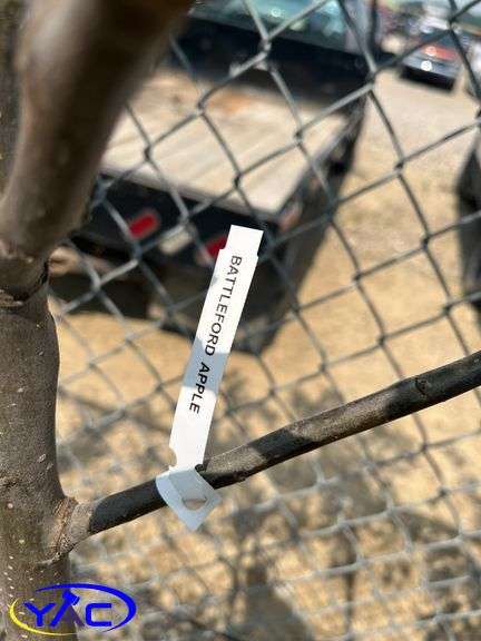 2 - Battleford Apple Trees (BUYER MUST PAY 2X THE BID PRICE)