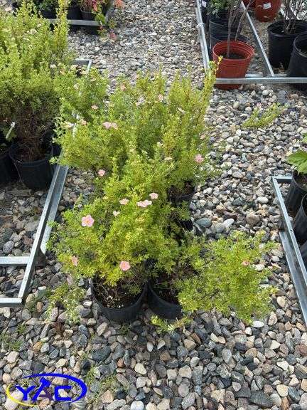 6 - Pink Beauty Potentilla  (BUYER MUST PAY 6X THE BID PRICE)