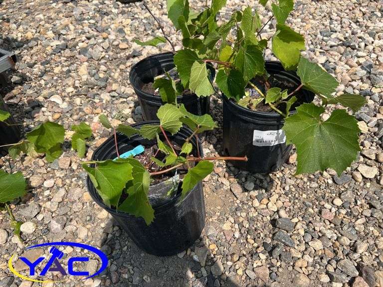 3 - Grape - Beta (BUYER MUST PAY 3X THE BID PRICE)