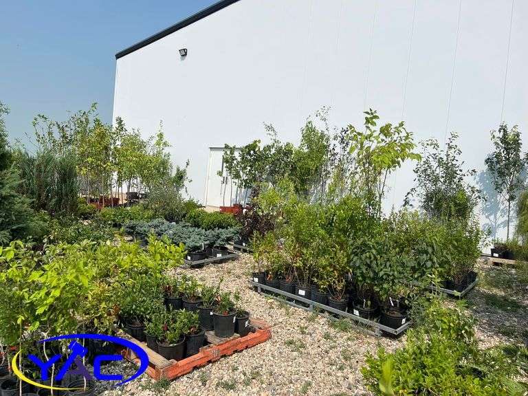 July Tree & Shrub Auction