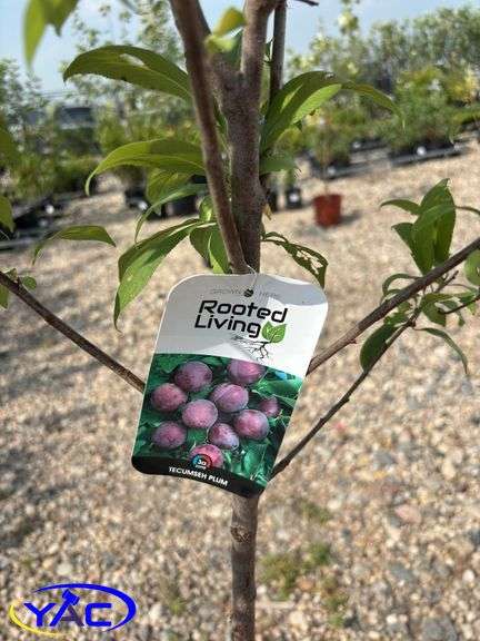 2 - Tecumseh Plum Trees (BUYER MUST PAY 2X THE BID PRICE)