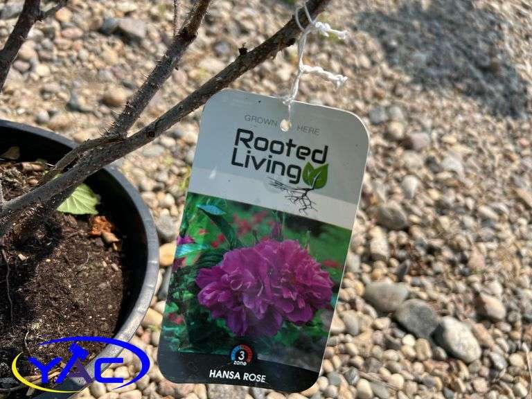 4 - Hansa Rose (BUYER MUST PAY 4X THE BID PRICE)