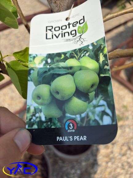 2 - Paul Pear Trees (BUYER MUST PAY 2X THE BID PRICE)