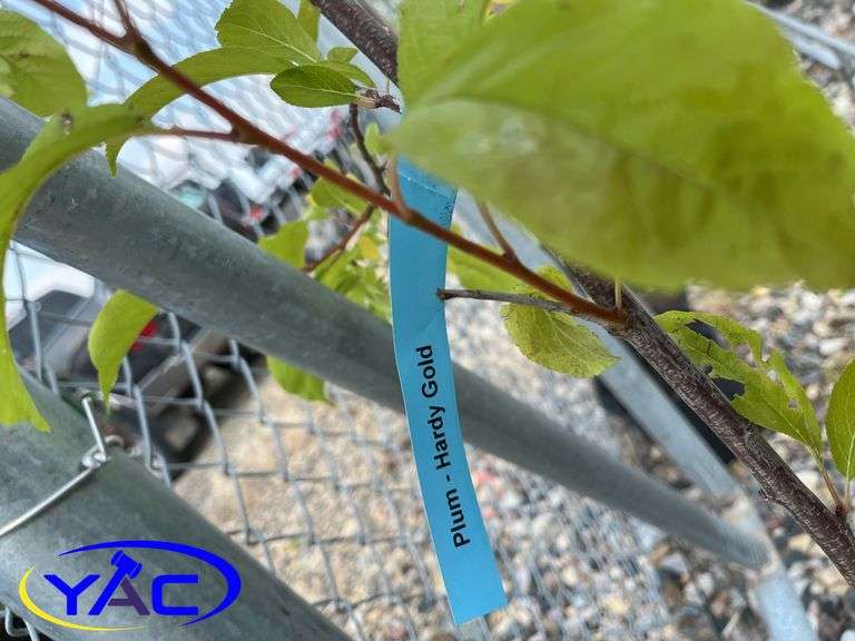 2 - Hardy Gold Plum Trees (BUYER MUST PAY 2X THE BID PRICE)