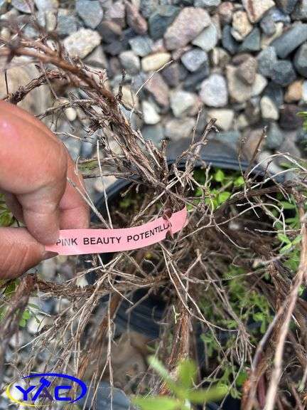 6 - Pink Beauty Potentilla  (BUYER MUST PAY 6X THE BID PRICE)