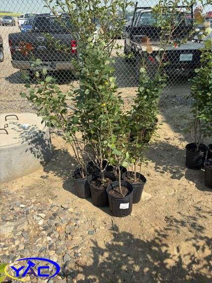 6 - Swedish Columnar Aspen (BUYER MUST PAY 6X THE BID PRICE)
