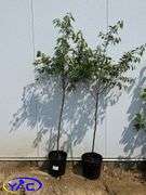 2 - Cupid Cherry 's (BUYER MUST PAY 2X THE BID PRICE)
