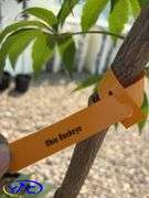 3 - Ohio Buckeye Trees (BUYER MUST PAY 3X THE BID PRICE)