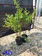 2 - Carmine Jewel Cherry 's (BUYER MUST PAY 2X THE BID PRICE)