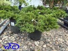 8 - Calgary Carpet Low Junipers (BUYER MUST PAY 8X THE BID PRICE)