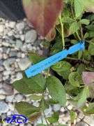 4 - North Blue Blueberry (BUYER MUST PAY 4X THE BID PRICE)