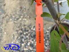 2 - Pembina Plum Trees (BUYER MUST PAY 2X THE BID PRICE)