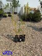 6 - Golden Willow (BUYER MUST PAY 6X THE BID PRICE)