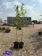 2 - Dolgo Crabapple Trees (BUYER MUST PAY 2X THE BID PRICE)