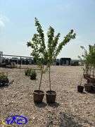 2 - Brook Red Plum Trees (BUYER MUST PAY 2X THE BID PRICE)