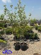 2 - September Ruby Apple Trees (BUYER MUST PAY 2X THE BID PRICE)
