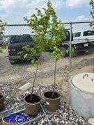 2 - Pembina Plum Trees (BUYER MUST PAY 2X THE BID PRICE)
