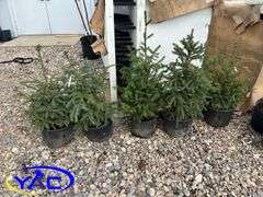 5 - Black Hills White Spruce (BUYER MUST PAY 5X THE BID PRICE)
