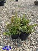 4 - North Blue Blueberry (BUYER MUST PAY 4X THE BID PRICE)