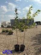 2 - Dolgo Crabapple Trees (BUYER MUST PAY 2X THE BID PRICE)