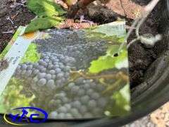 3 - Grape - Beta (BUYER MUST PAY 3X THE BID PRICE)