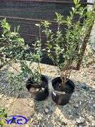 2 - D'Artagne Cherry 's (BUYER MUST PAY 2X THE BID PRICE)
