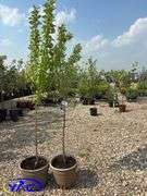 2 - Tecumseh Plum Trees (BUYER MUST PAY 2X THE BID PRICE)