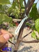 2 - Brook Red Plum Trees (BUYER MUST PAY 2X THE BID PRICE)
