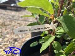 4 - Boreal Blizzard Haskap (BUYER MUST PAY 4X THE BID PRICE)