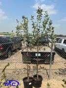 2 - Battleford Apple Trees (BUYER MUST PAY 2X THE BID PRICE)