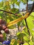 6 - Manitoba Maple Trees (BUYER MUST PAY 6X THE BID PRICE)