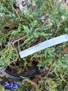4 - Hughes Carpet Low Junipers (BUYER MUST PAY 4X THE BID PRICE)