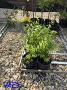6 - Burning Bush  (BUYER MUST PAY 6X THE BID PRICE)
