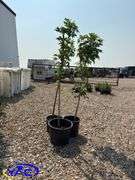 3 - Ohio Buckeye Trees (BUYER MUST PAY 3X THE BID PRICE)