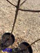2 - Parkland Apple Trees (BUYER MUST PAY 2X THE BID PRICE)