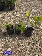 3 - Grape - Beta (BUYER MUST PAY 3X THE BID PRICE)