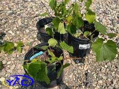 3 - Grape - Beta (BUYER MUST PAY 3X THE BID PRICE)