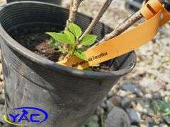 6 - Northern Gold Forsythia (BUYER MUST PAY 6X THE BID PRICE)