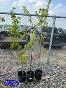 3 - Hardy Gold Plum Trees (BUYER MUST PAY 3X THE BID PRICE)