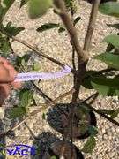 2 - Gemini Apple Trees (BUYER MUST PAY 2X THE BID PRICE)