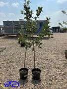2 - Honeycrisp Apple Trees (BUYER MUST PAY 2X THE BID PRICE)