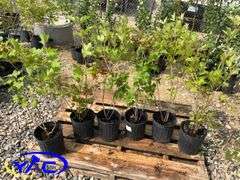 6 - Highbush Cranberry (BUYER MUST PAY 6X THE BID PRICE)