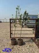 2 - Paul Pear Trees (BUYER MUST PAY 2X THE BID PRICE)