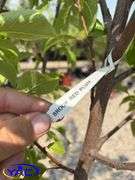 2 - Brook Red Plum Trees (BUYER MUST PAY 2X THE BID PRICE)