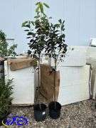 2 - Mayday Trees (BUYER MUST PAY 2X THE BID PRICE)