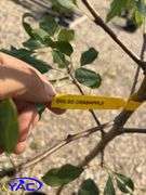 2 - Dolgo Crabapple Trees (BUYER MUST PAY 2X THE BID PRICE)