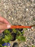 6 - Golden Willow (BUYER MUST PAY 6X THE BID PRICE)