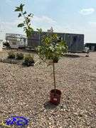 Zestar Apple Tree