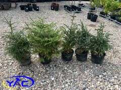 5 - Black Hills White Spruce (BUYER MUST PAY 5X THE BID PRICE)