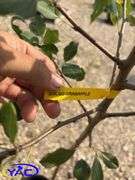 2 - Dolgo Crabapple Trees (BUYER MUST PAY 2X THE BID PRICE)